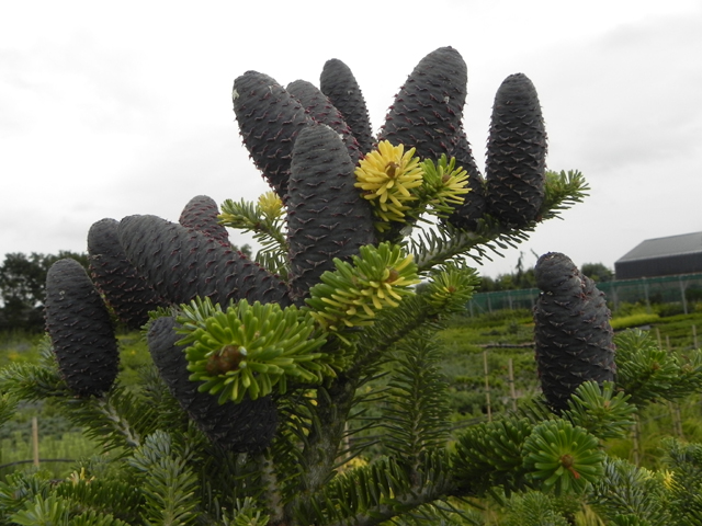 Abies koreana 'Filips Gold Patches'